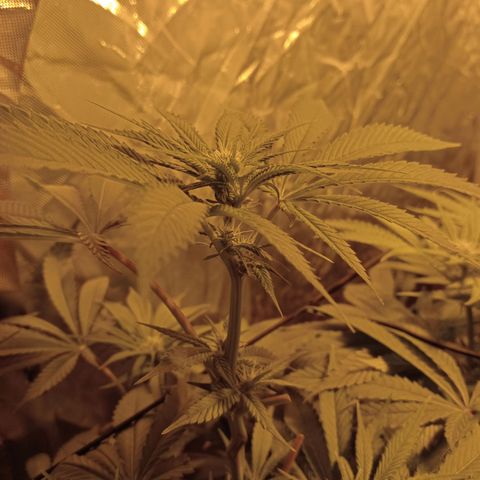 A - 🦍glue #4 growlog timeline photo