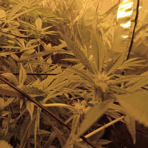 B - 🦍glue #4 growlog timeline photo