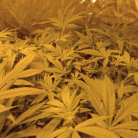 C - 🦍glue #4 growlog timeline photo