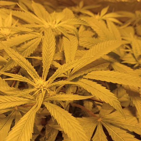 D - 🦍glue #4 growlog timeline photo