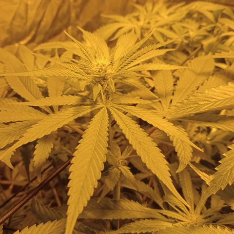 D - 🦍glue #4 growlog timeline photo