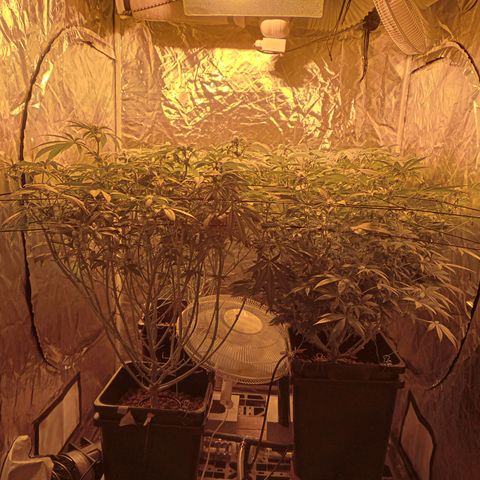 C - 🦍glue #4 growlog timeline photo