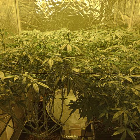 C - 🦍glue #4 growlog timeline photo