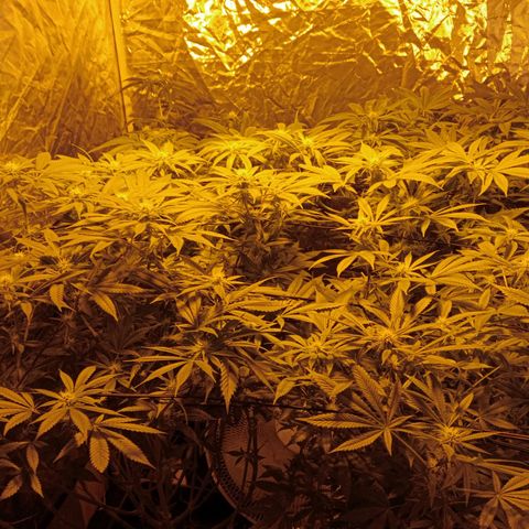 C - 🦍glue #4 growlog timeline photo