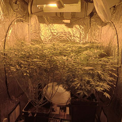 C - 🦍glue #4 growlog timeline photo