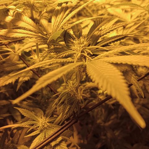A - 🦍glue #4 growlog timeline photo