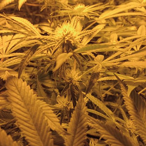 B - 🦍glue #4 growlog timeline photo