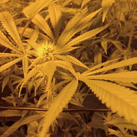 C - 🦍glue #4 growlog timeline photo