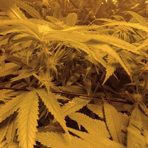 D - 🦍glue #4 growlog timeline photo