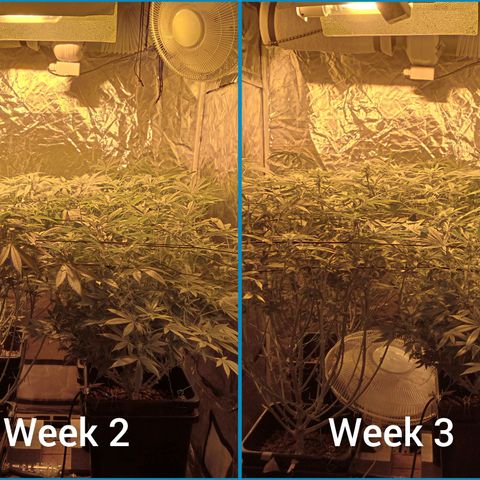C - 🦍glue #4 growlog timeline photo