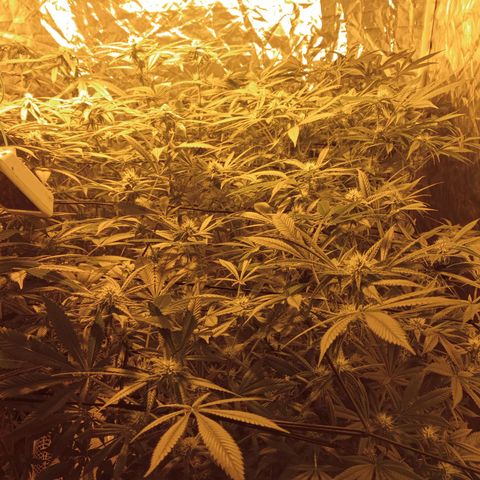 C - 🦍glue #4 growlog timeline photo