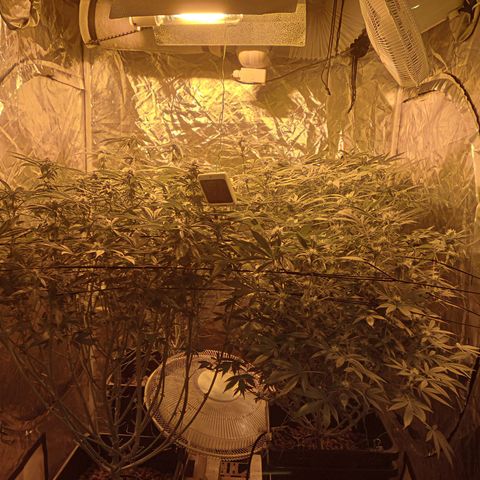 C - 🦍glue #4 growlog timeline photo