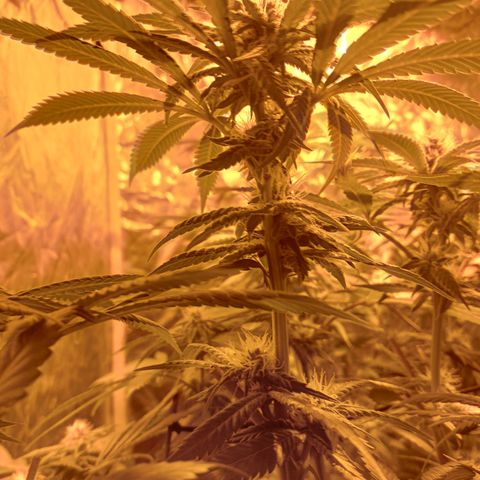 A - 🦍glue #4 growlog timeline photo