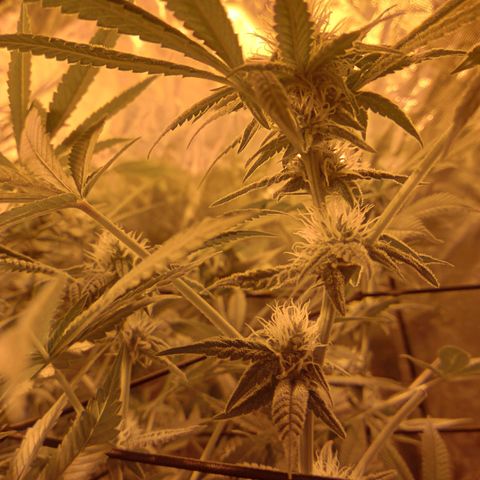 B - 🦍glue #4 growlog timeline photo