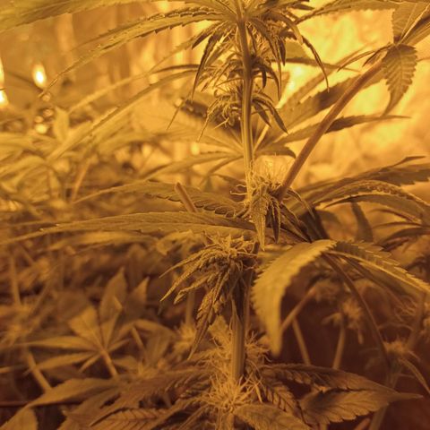C - 🦍glue #4 growlog timeline photo