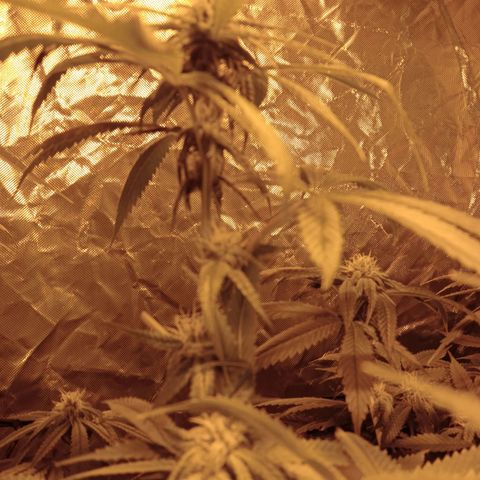 D - 🦍glue #4 growlog timeline photo