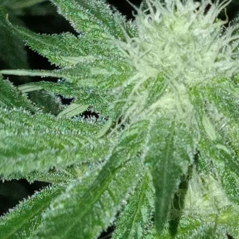 C - 🦍glue #4 growlog timeline photo