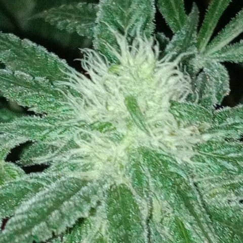 C - 🦍glue #4 growlog timeline photo