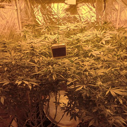 C - 🦍glue #4 growlog timeline photo