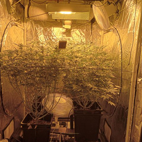 C - 🦍glue #4 growlog timeline photo