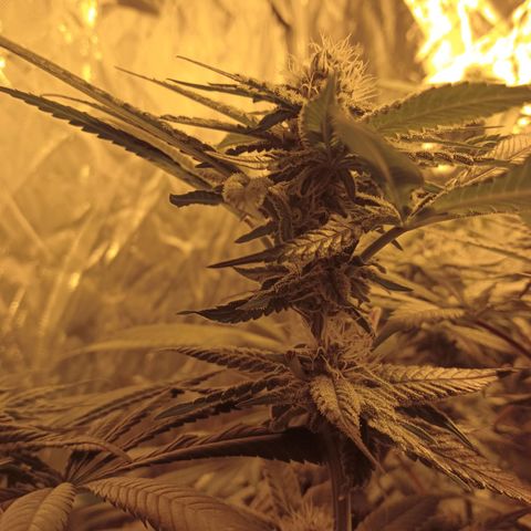 A - 🦍glue #4 growlog timeline photo