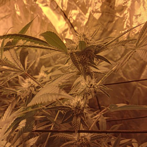 B - 🦍glue #4 growlog timeline photo