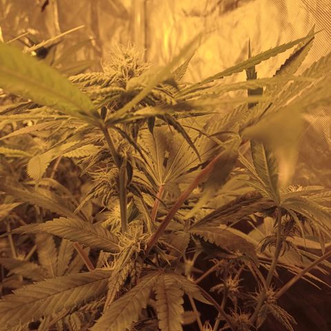 C - 🦍glue #4 growlog timeline photo
