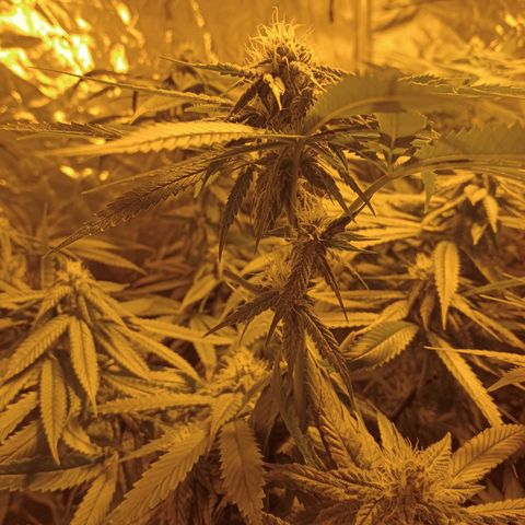 D - 🦍glue #4 growlog timeline photo