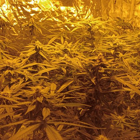 C - 🦍glue #4 growlog timeline photo