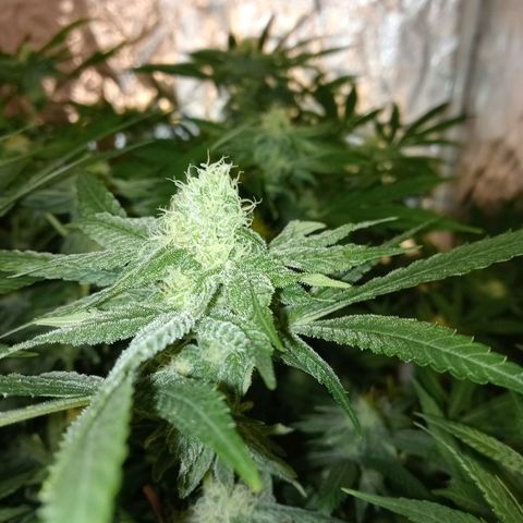 C - 🦍glue #4 growlog timeline photo
