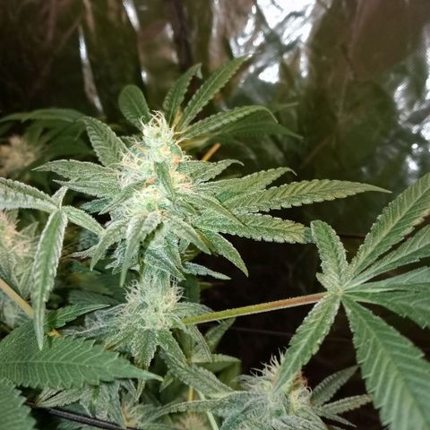 C - 🦍glue #4 growlog timeline photo