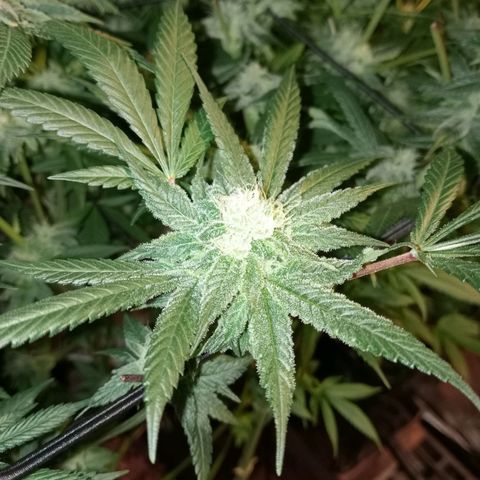 C - 🦍glue #4 growlog timeline photo