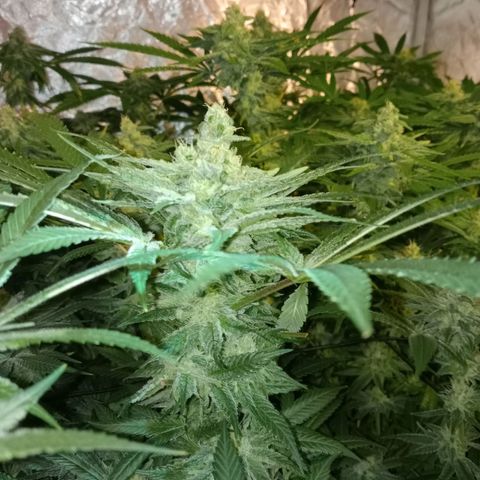 C - 🦍glue #4 growlog timeline photo