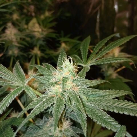 C - 🦍glue #4 growlog timeline photo