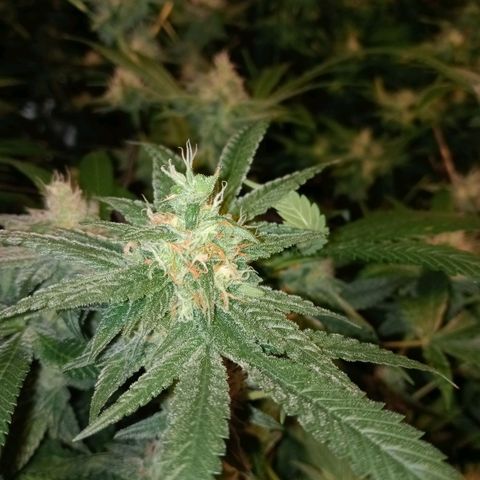 C - 🦍glue #4 growlog timeline photo