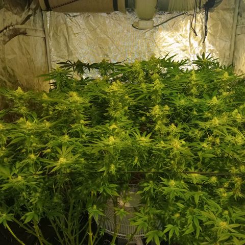 C - 🦍glue #4 growlog timeline photo