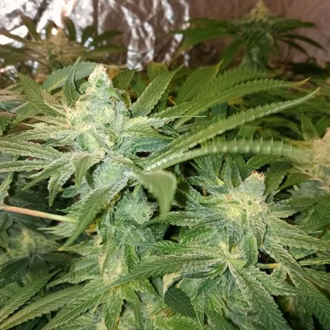 C - 🦍glue #4 growlog timeline photo