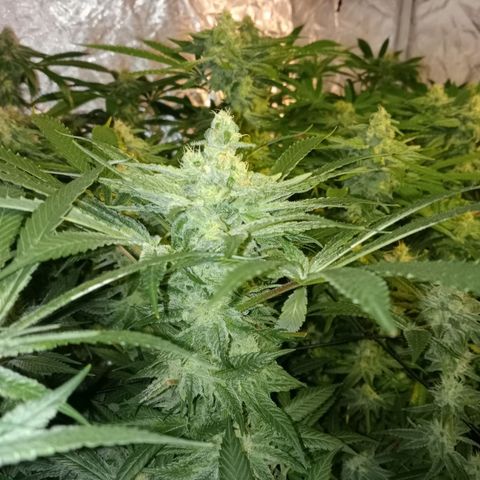 C - 🦍glue #4 growlog timeline photo