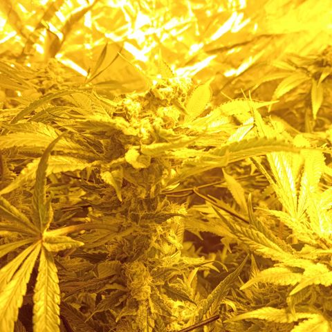 C - 🦍glue #4 growlog timeline photo