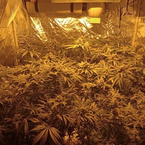 C - 🦍glue #4 growlog timeline photo