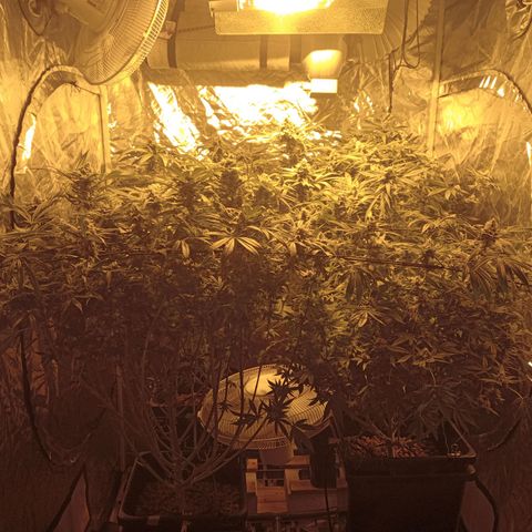 C - 🦍glue #4 growlog timeline photo