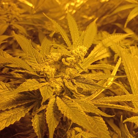 C - 🦍glue #4 growlog timeline photo