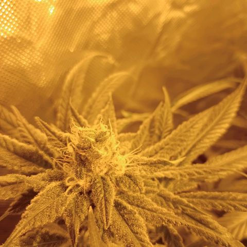 C - 🦍glue #4 growlog timeline photo