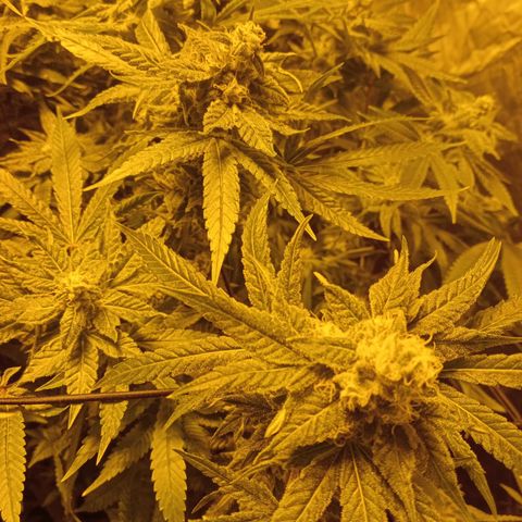 C - 🦍glue #4 growlog timeline photo