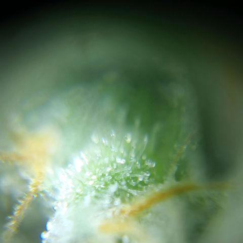 C - 🦍glue #4 growlog timeline photo