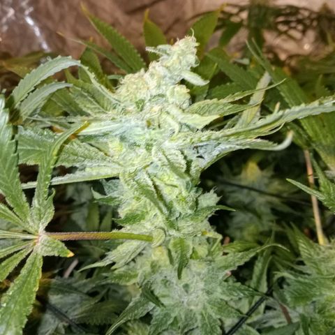 C - 🦍glue #4 growlog timeline photo