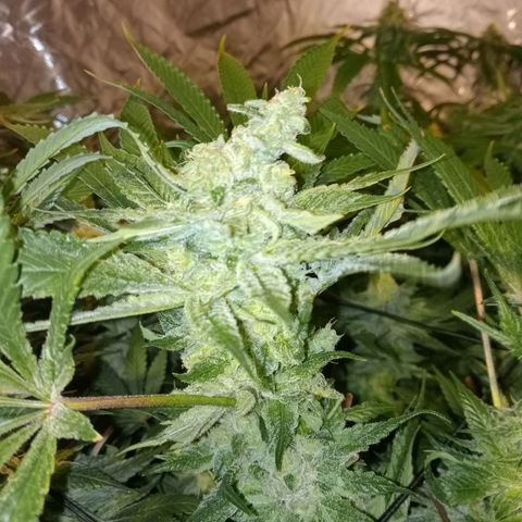 C - 🦍glue #4 growlog timeline photo