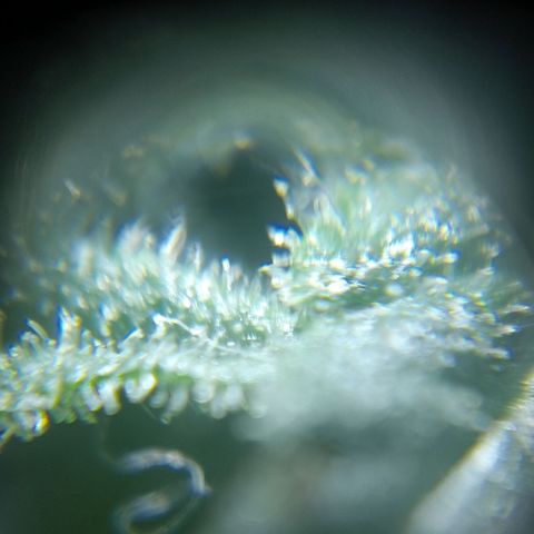 C - 🦍glue #4 growlog timeline photo