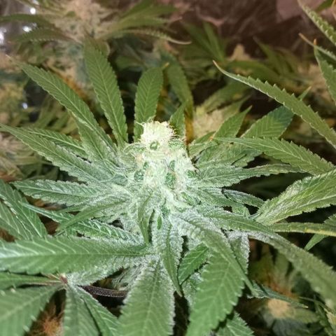 C - 🦍glue #4 growlog timeline photo