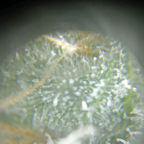 C - 🦍glue #4 growlog timeline photo